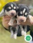 huskys-siberianos-small-1