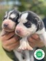 huskys-siberianos-small-2