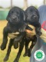 labradores-small-1