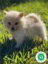 pomeranias-small-0