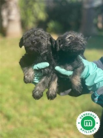 schnauzer-sal-y-pimienta-y-negros-big-0