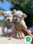 westys-puppies-small-0