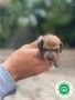 teckel-puppies-small-7