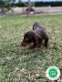 teckel-puppies-small-0