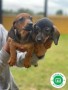 teckel-puppies-small-5