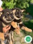 shiba-inu-puppies-small-1