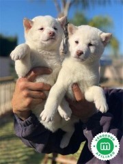 SHIBA INU PUPPIES