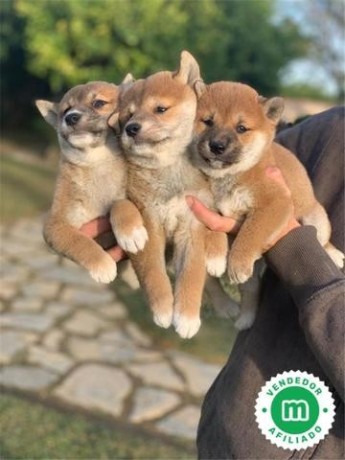 shiba-inu-puppies-big-2