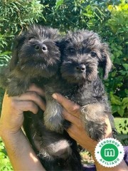 SCHNAUZERS MINI SAL PIMIENTA Y NEGROS