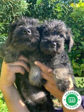 schnauzers-mini-sal-pimienta-y-negros-big-0