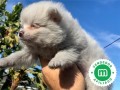 lulu-puppies-small-0