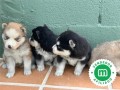 pomsky-puppies-small-0