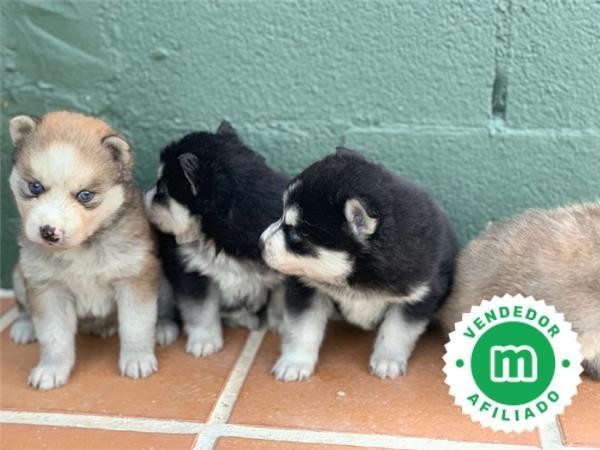 pomsky-puppies-big-0