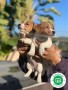 jack-russell-puppies-small-1