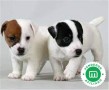 jack-russell-puppies-small-0