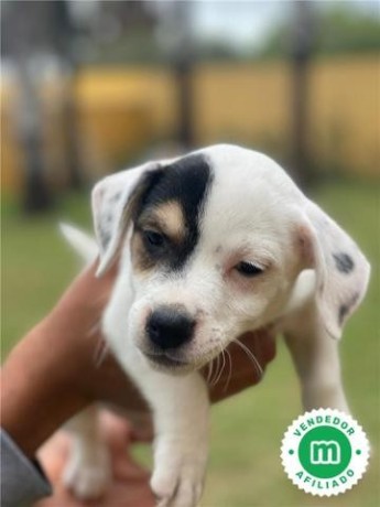 jack-russell-puppies-big-2