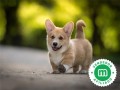 corgi-puppies-small-0