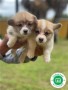 corgi-puppies-small-3