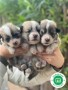 corgi-puppies-small-5