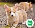 corgi-puppies-small-1