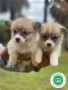 corgi-puppies-small-4