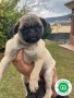 pug-puppies-small-1