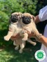 pug-puppies-small-0