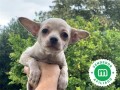 chihuahuas-puppies-small-1