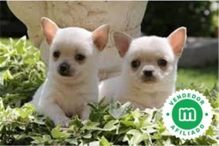 CHIHUAHUAS PUPPIES