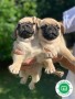 pug-puppies-small-1