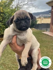 PUG PUPPIES