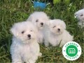 maltese-bichon-puppies-small-1