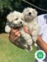 maltese-bichon-puppies-small-0