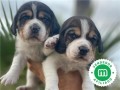 beagle-puppies-small-2