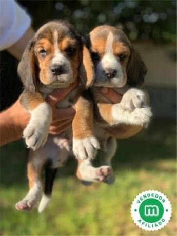 beagle-puppies-big-0