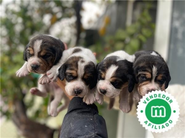 beagle-puppies-big-1