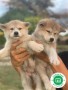 akita-inu-puppies-small-0