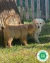 golden-retriever-small-1