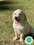 golden-retriever-small-3