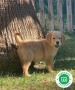 golden-retriever-small-2