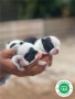 boston-terrier-small-2