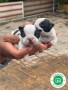 boston-terrier-small-1