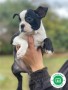 boston-terrier-small-0