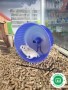 hamster-roborovski-small-4