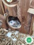 hamster-roborovski-small-3