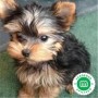 yorkshire-terrier-small-0