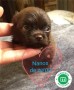 nanos-de-zerpa-pomerania-small-7