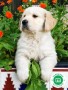 criador-de-golden-retriever-small-2