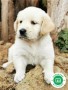 criador-de-golden-retriever-small-3