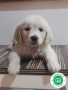 criador-de-golden-retriever-small-4